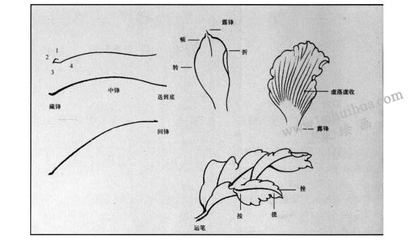 白描花卉運筆方法