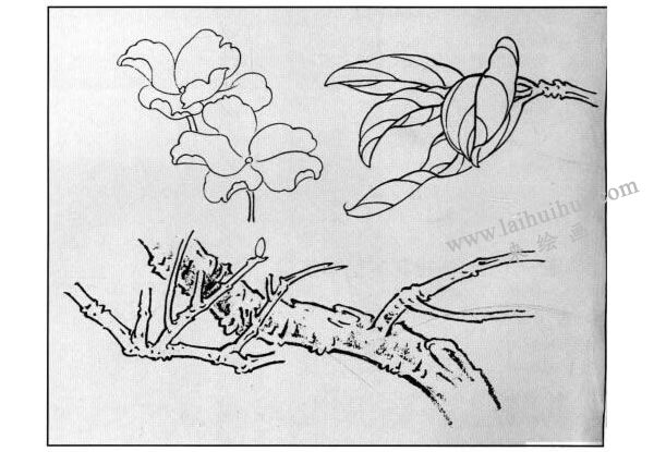 白描花卉因物用線