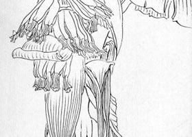 白描花卉臨摹步驟圖例
