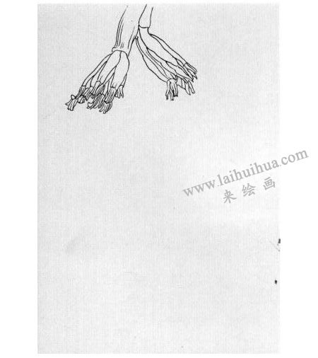 白描花卉臨摹步驟圖例01