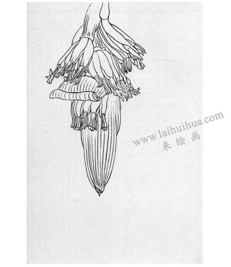 白描花卉臨摹步驟圖例02