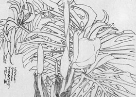 龜背竹白描畫法步驟