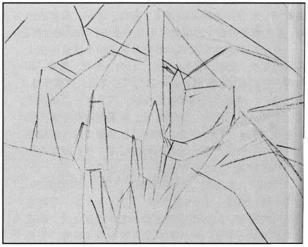 龜背竹白描畫法步驟02