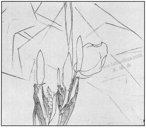 龜背竹白描畫法步驟03