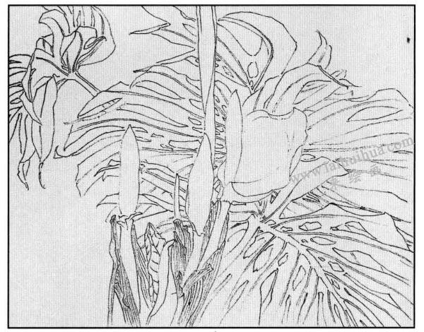 龜背竹白描畫法步驟04