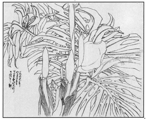 龜背竹白描畫法步驟05
