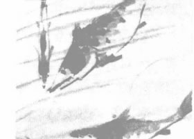 吳昌碩《鱖魚圖》