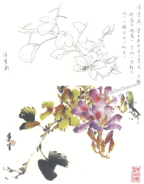 洋紫荊寫意畫法步驟（紫荊花）