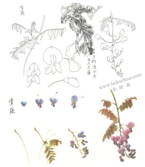 紫藤寫意畫法