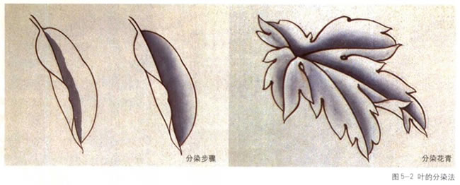 葉子的分染法