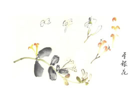 金銀花寫意畫法
