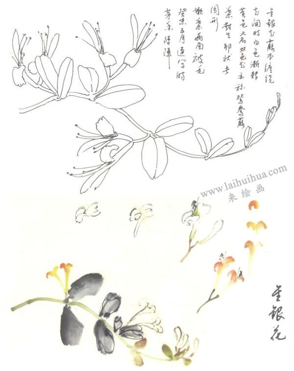 金銀花寫意畫法