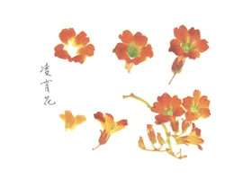 凌霄花的寫意畫法（二）