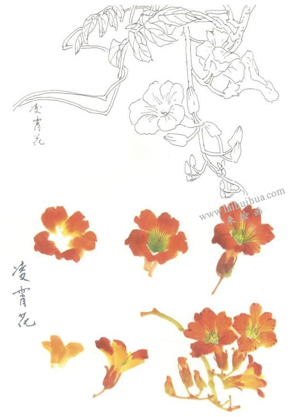 凌霄花寫意畫法
