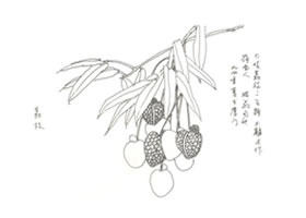 荔枝寫意畫法（二）