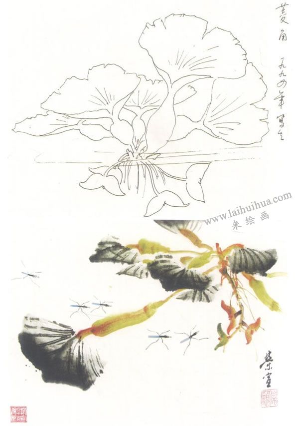 菱角寫意畫法