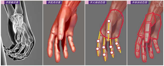 手肌肉示意圖,手火柴動態(tài)圖，手體塊動態(tài)圖