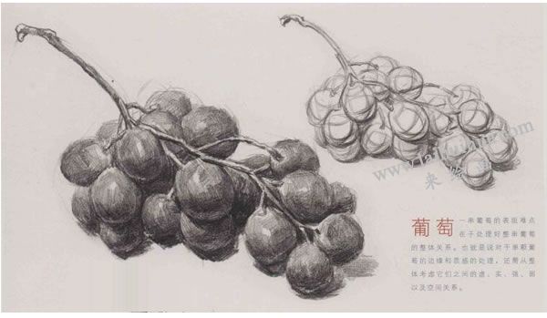 葡萄素描畫(huà)法圖示