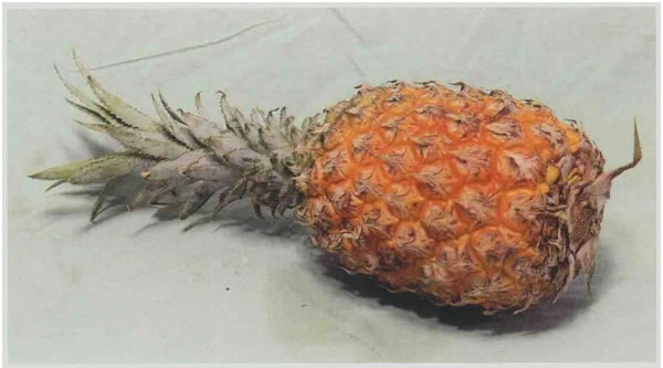 菠蘿素描畫法