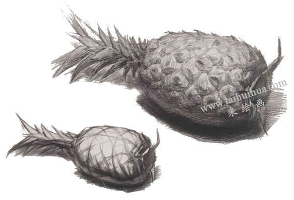 菠蘿素描畫法圖示