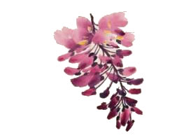 紫藤花的寫意畫法