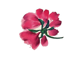 芍藥寫意畫法（二）