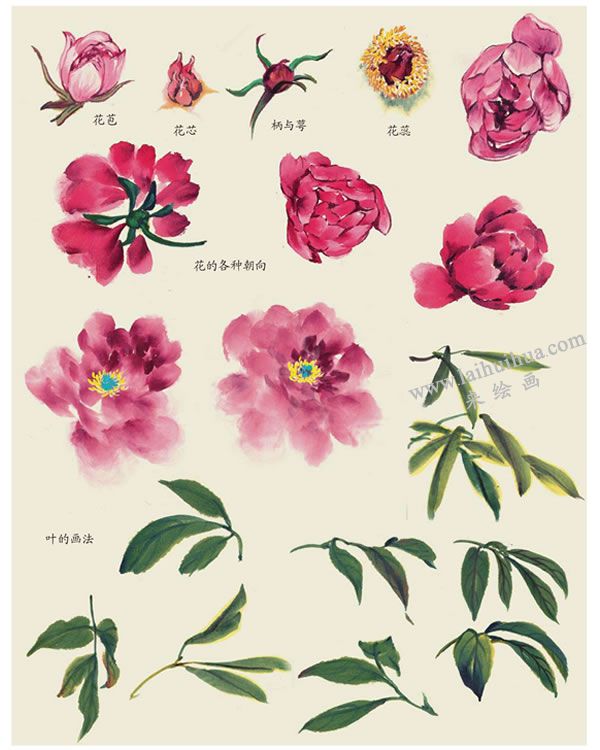芍藥葉子的畫(huà)法