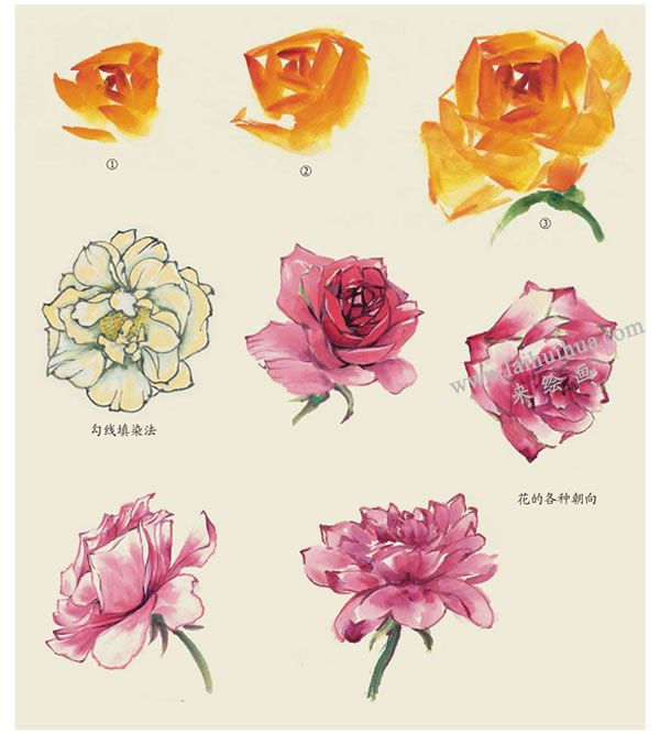 月季花朵的畫法