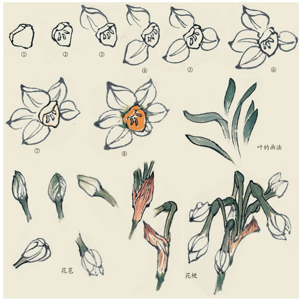 水仙寫(xiě)意畫(huà)法