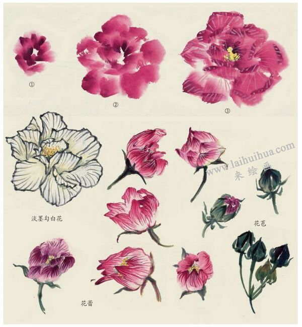 木芙蓉花朵的畫法