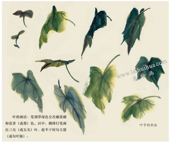 木芙蓉花葉的畫法