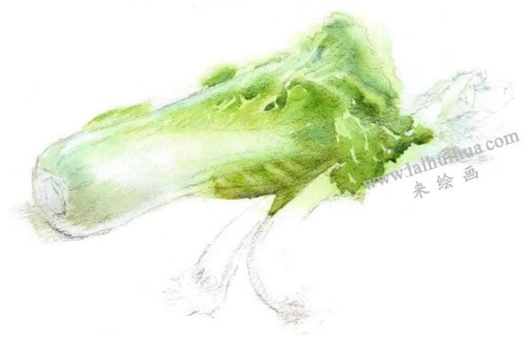 白菜與大蔥水彩畫法步驟圖示03