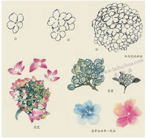 繡球花的寫意畫法