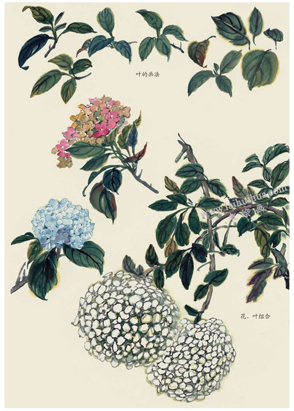 繡球花的葉子寫意畫法