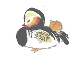 鴛鴦的寫意畫法（二）