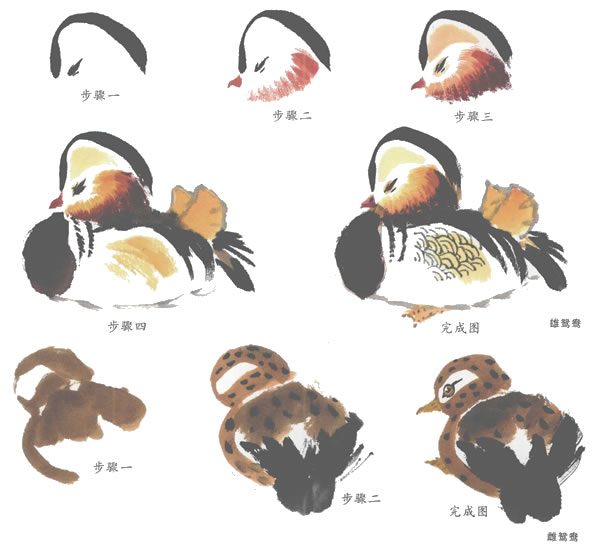 鴛鴦的寫意畫法（二）