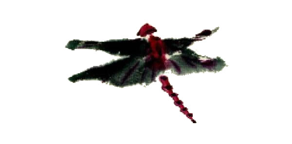 紅蜻蜓寫意畫法步驟圖示04