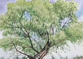 柳樹(shù)水彩畫法步驟