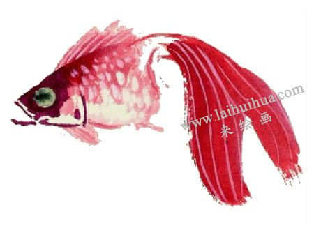 紅金魚的寫意畫法步驟圖示04