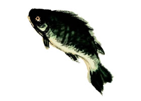 鯽魚的寫意畫法