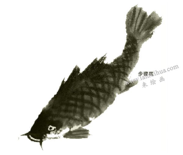 鯉魚的寫意畫法步驟圖示04