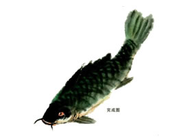 鯉魚的寫意畫法步驟圖示