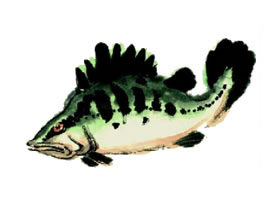 鱖魚的寫意畫法步驟圖示