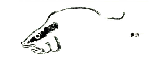 鱖魚(yú)的寫(xiě)意畫(huà)法步驟圖示01