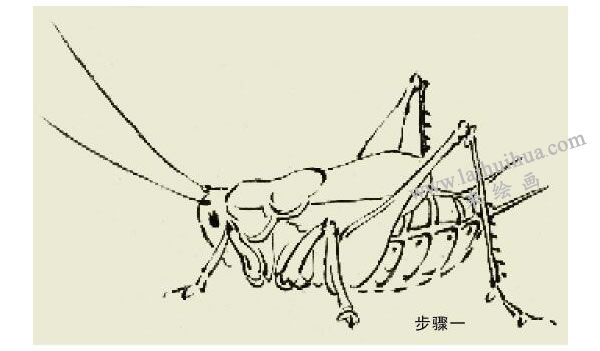蟈蟈的寫意畫法步驟圖示01