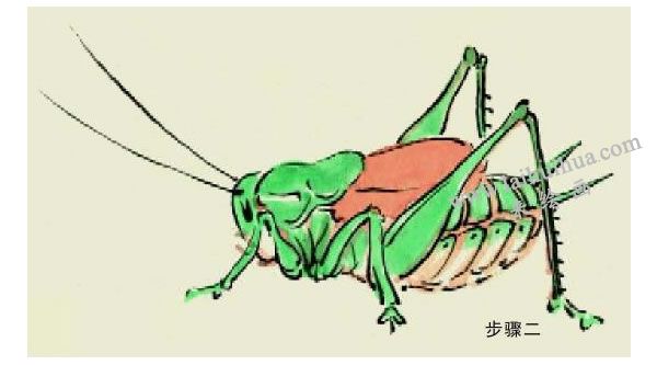 蟈蟈的寫意畫法步驟圖示02
