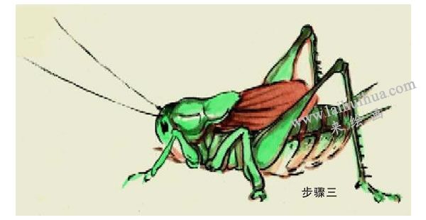 蟈蟈的寫意畫法步驟圖示03