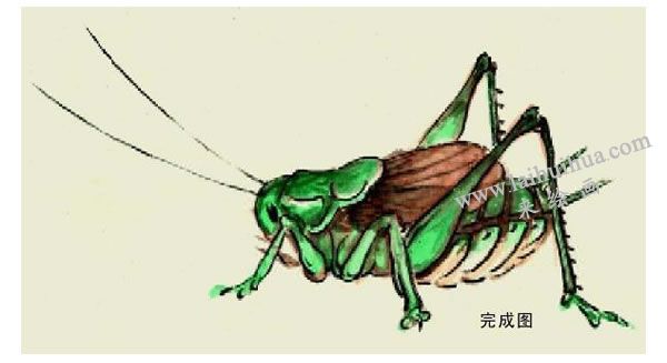 蟈蟈的寫意畫法步驟圖示04
