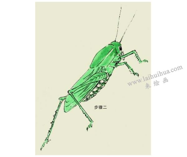 蝗蟲的寫意畫法步驟圖示02