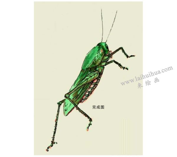 蝗蟲的寫意畫法步驟圖示03